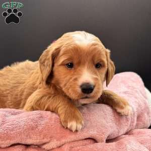 Cassie, Mini Goldendoodle Puppy